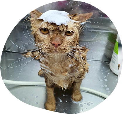 Cat Grooming 101: Keeping Your Kitty Happy And Healthy